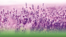 Indlæs billede til gallerivisning Lavendel, ren olie - 500 mg - 40 softgel kapsler fra Biologique - Hofigal
