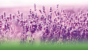 Lavendel, ren olie - 500 mg - 40 softgel kapsler fra Biologique - Hofigal