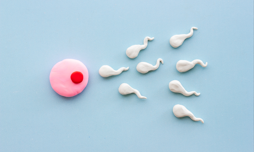 Forstå fertilitet og hvordan du kan øge dine graviditetssandsynlighed