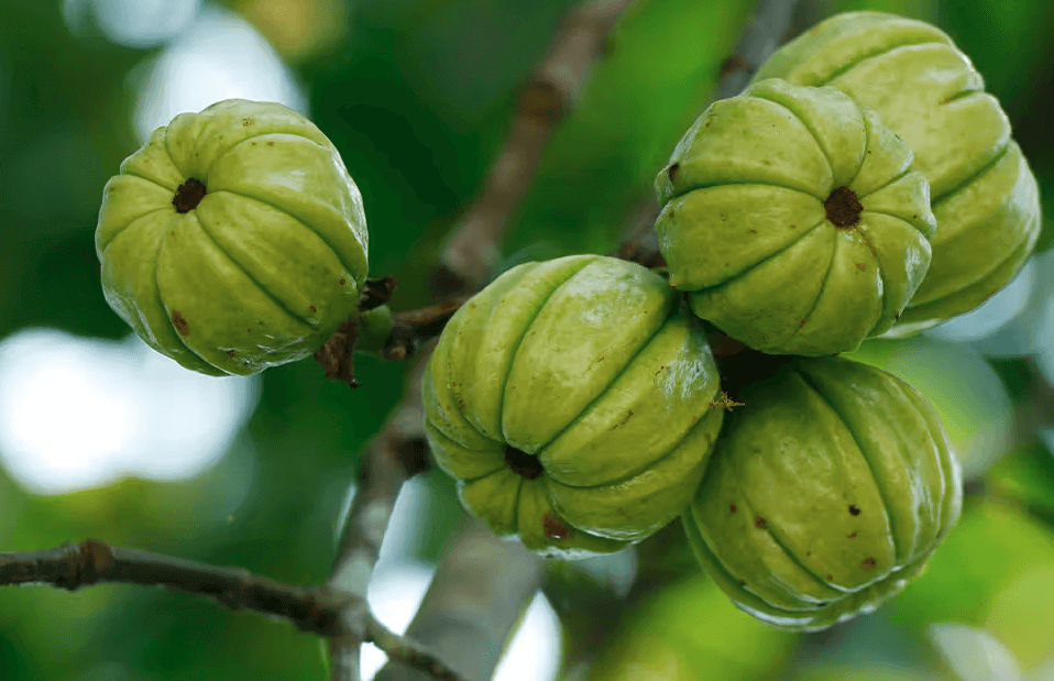 Er Garcinia Cambogia håb eller hype for vægttab?