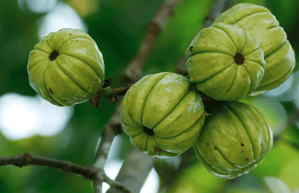 Er Garcinia Cambogia håb eller hype for vægttab?