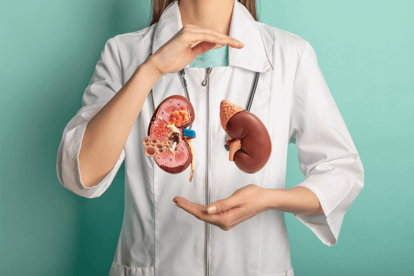 Nyresygdom kan lindres med antioxidant-rig kost
